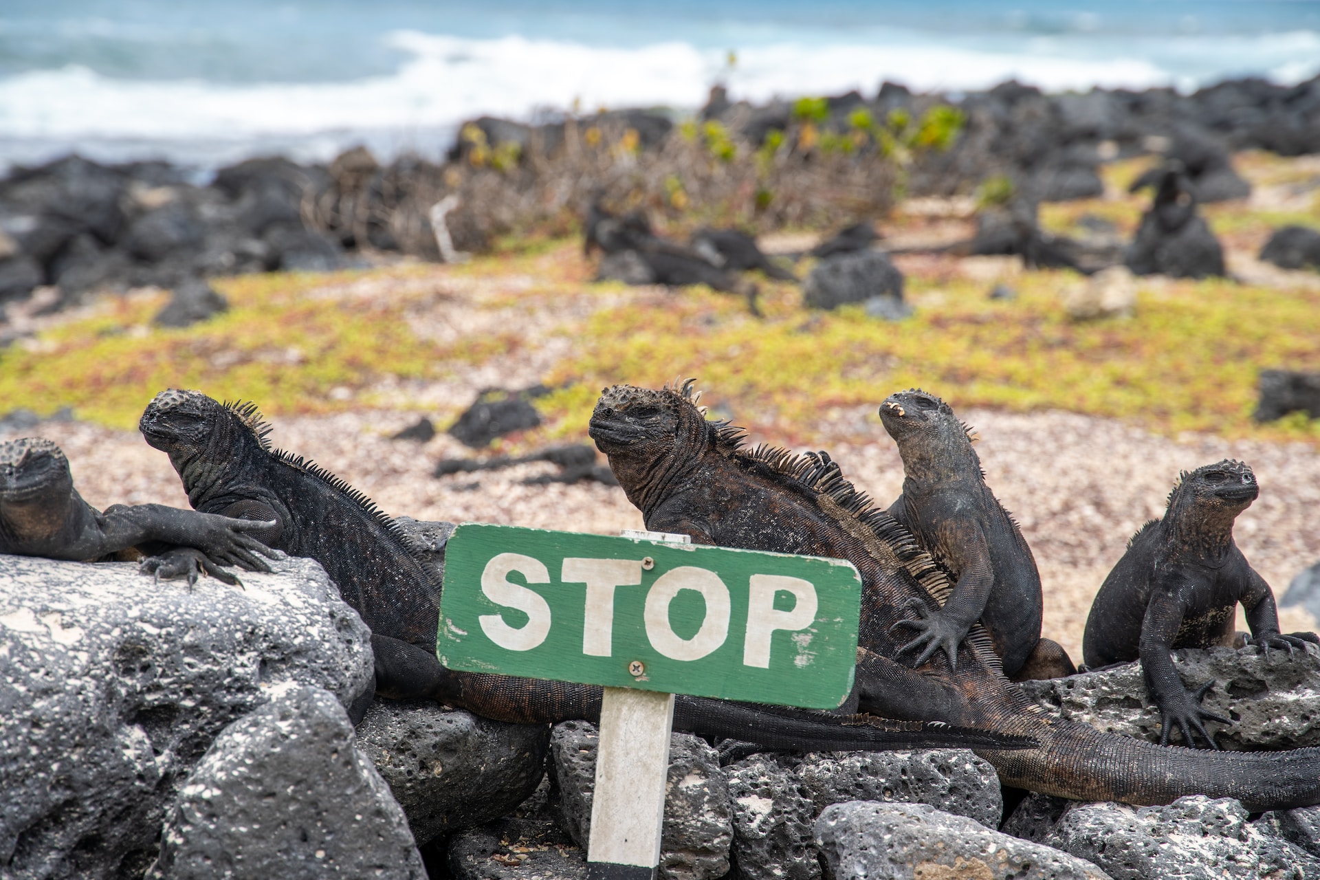 Accordo debt-for-nature: 650 mln $ per proteggere le Galapagos