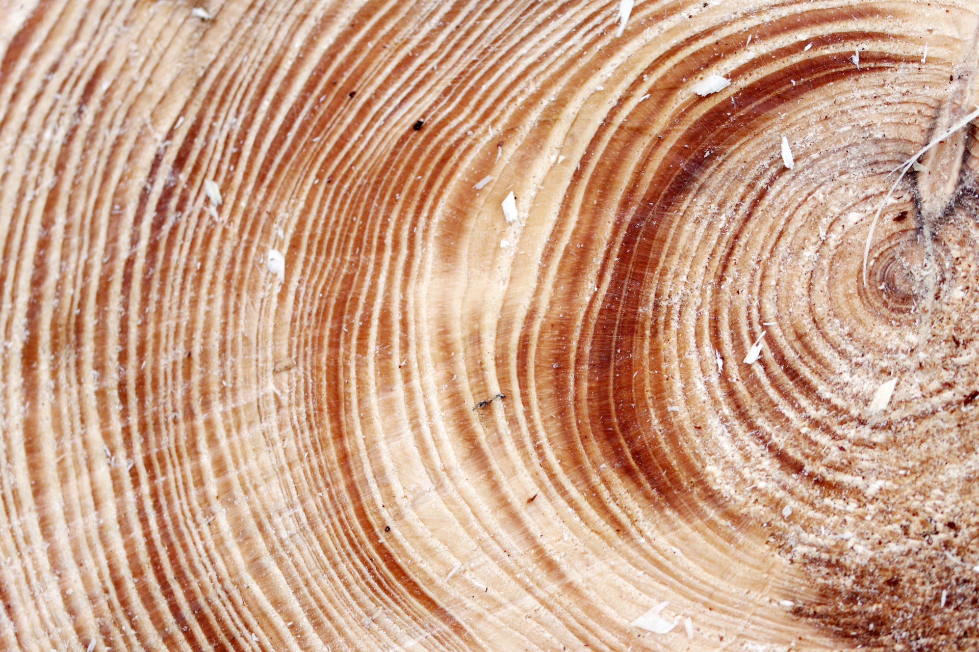 Amazzonia brasiliana: deforestazione -68% ad aprile