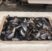 gusci cozze in laboratorio dicatech