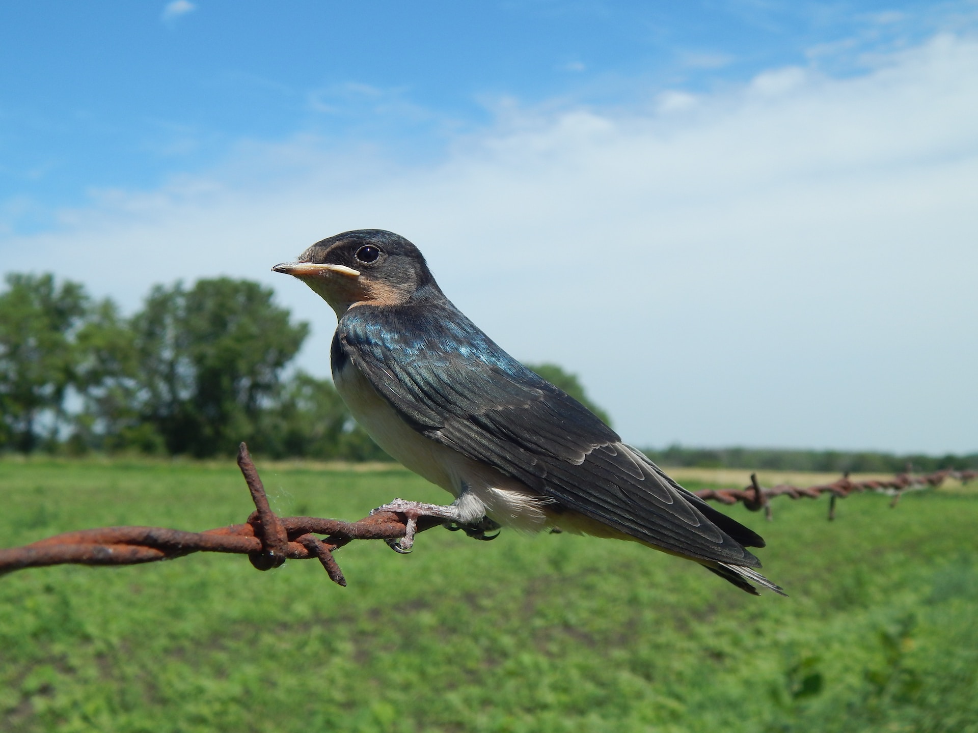 Scomparsa uccelli in Europa: l’ecatombe è colpa dell’agricoltura intensiva