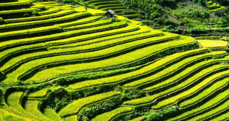 Rinnovabili • Sistema alimentare globale: si può tagliare il 75% delle emissioni di metano