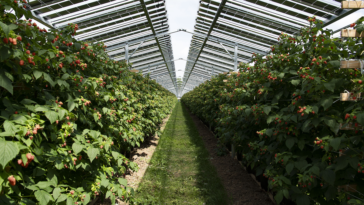 Agri-PV