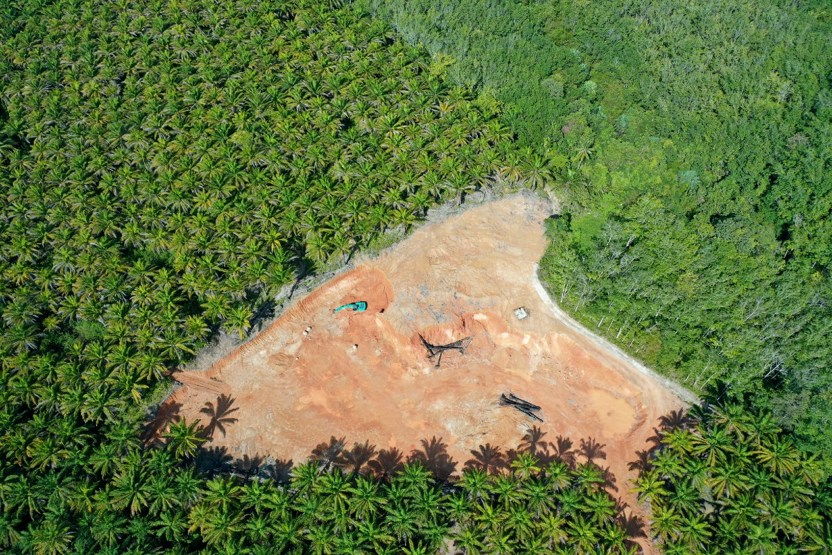 Distruzione foresta tropicale primaria: spariti 11 campi da calcio al minuto