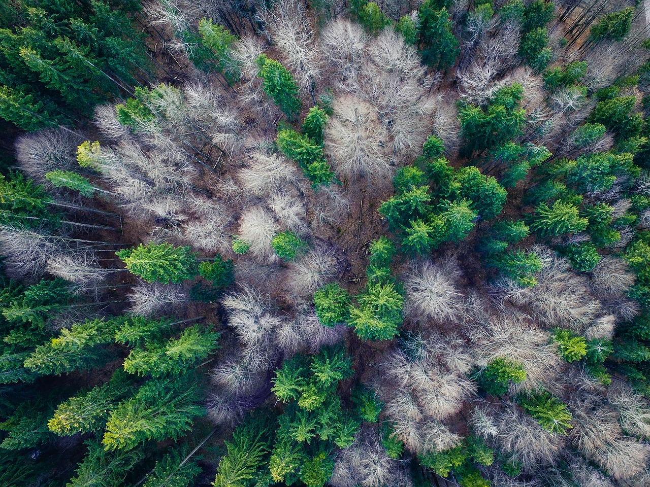 Foreste protette: tutelarle vale più di 9 GtCO2