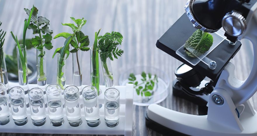 Rinnovabili • tecniche di evoluzione assistita