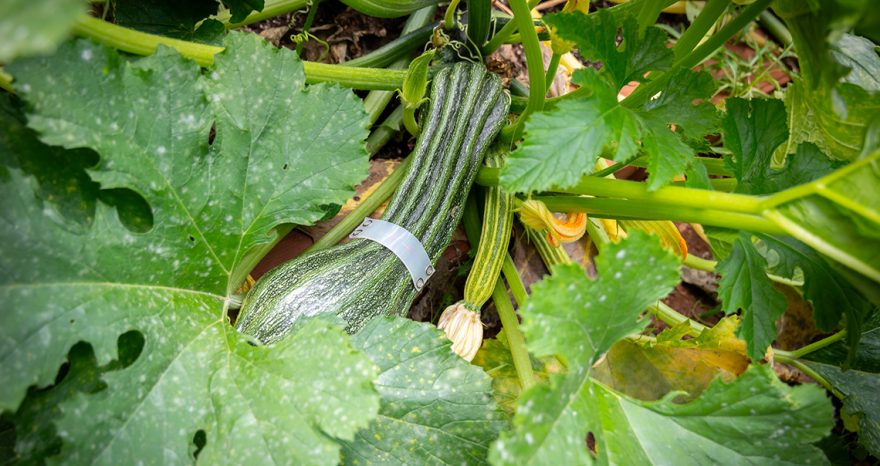 Rinnovabili • Agricoltura di precisione