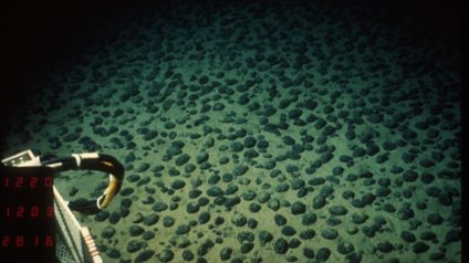 Rinnovabili • Deep sea mining: anche 1 anno dopo, pesci dimezzati dai sedimenti