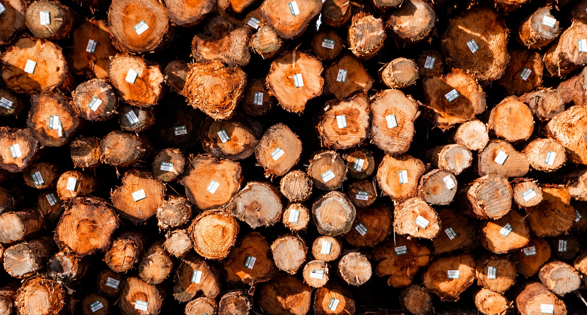 Deforestazione: solo il 3% delle aziende garantisce piena tracciabilità