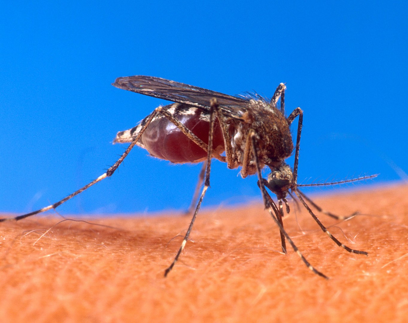 Infezioni virus dengue: OMS, a rischio metà popolazione mondiale