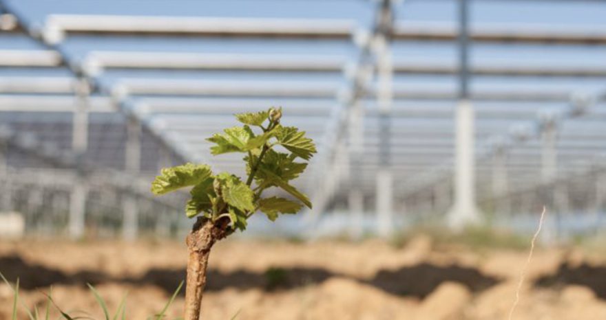 Rinnovabili • Frutteti agrivoltaici
