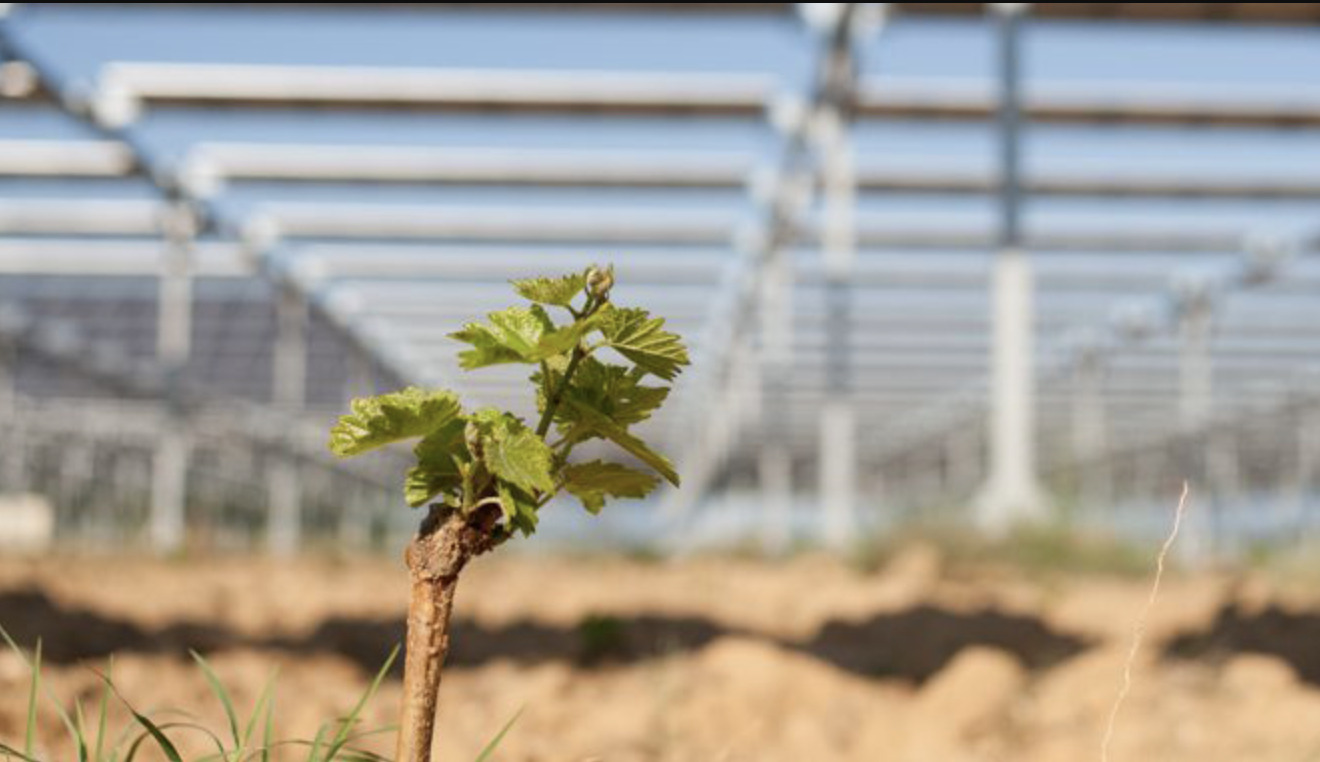 Frutteti agrivoltaici