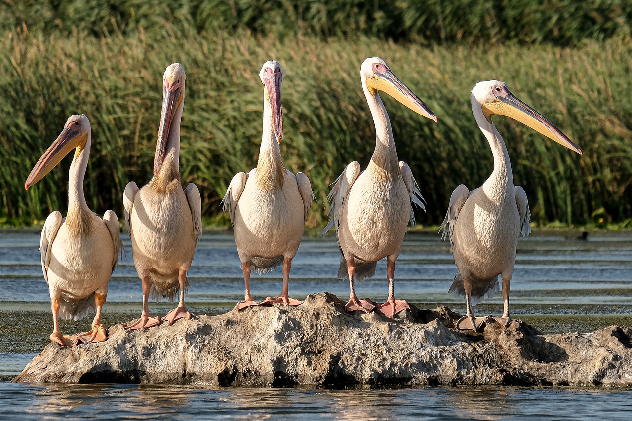 Protezione delle zone umide: USA, stop tutela per 235mila km2 di wetlands