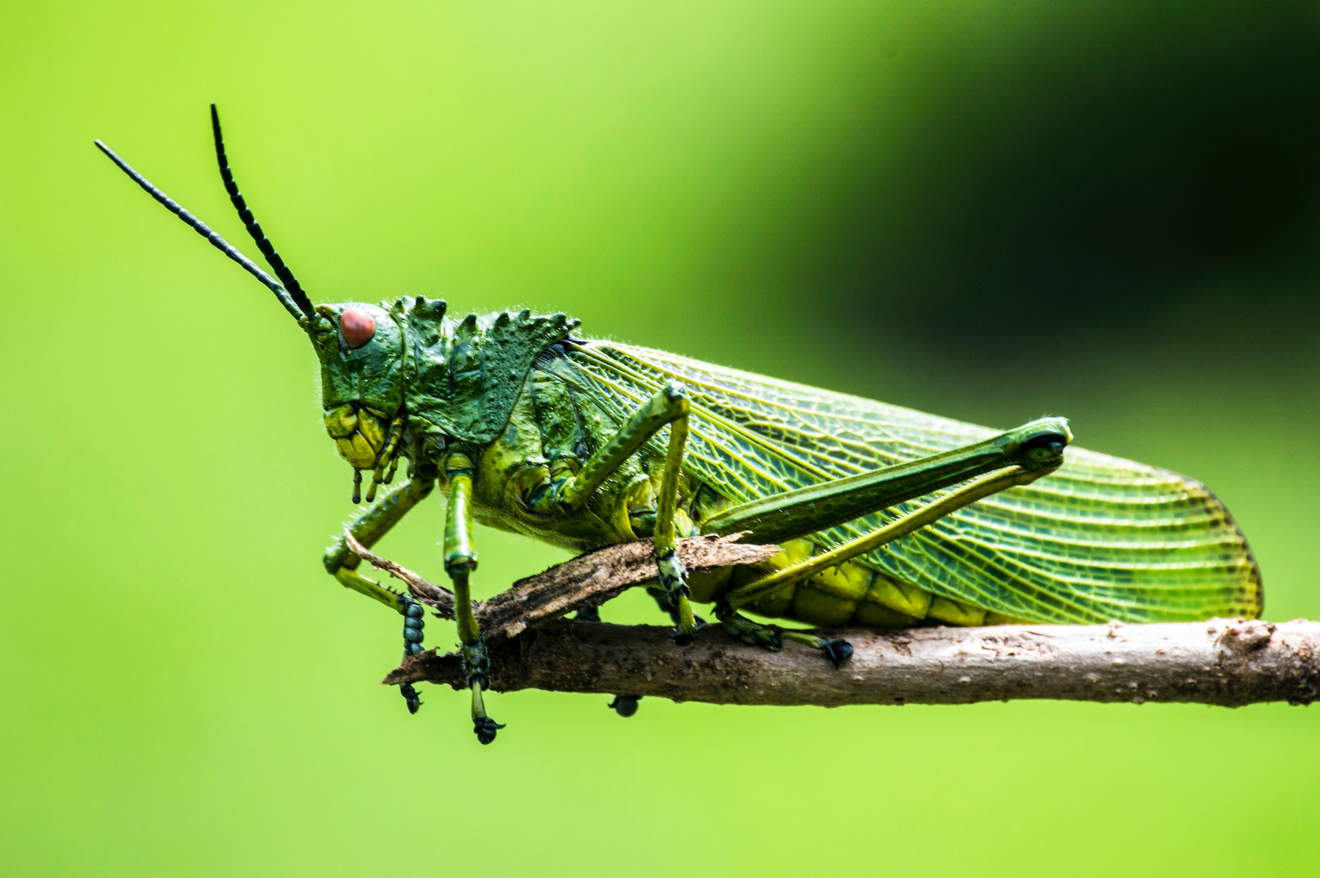 Apocalisse degli insetti: conta più il meteo del clima?