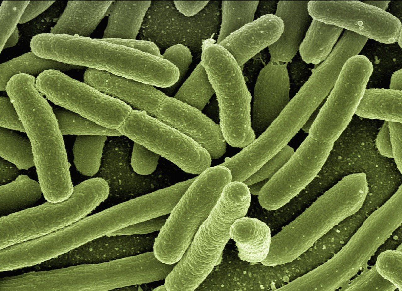 batteri negli alimenti
