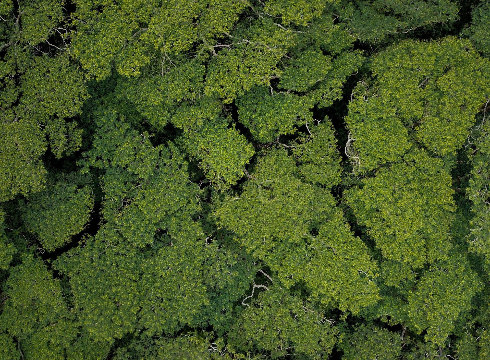 Deforestazione in Amazzonia: -57% a settembre