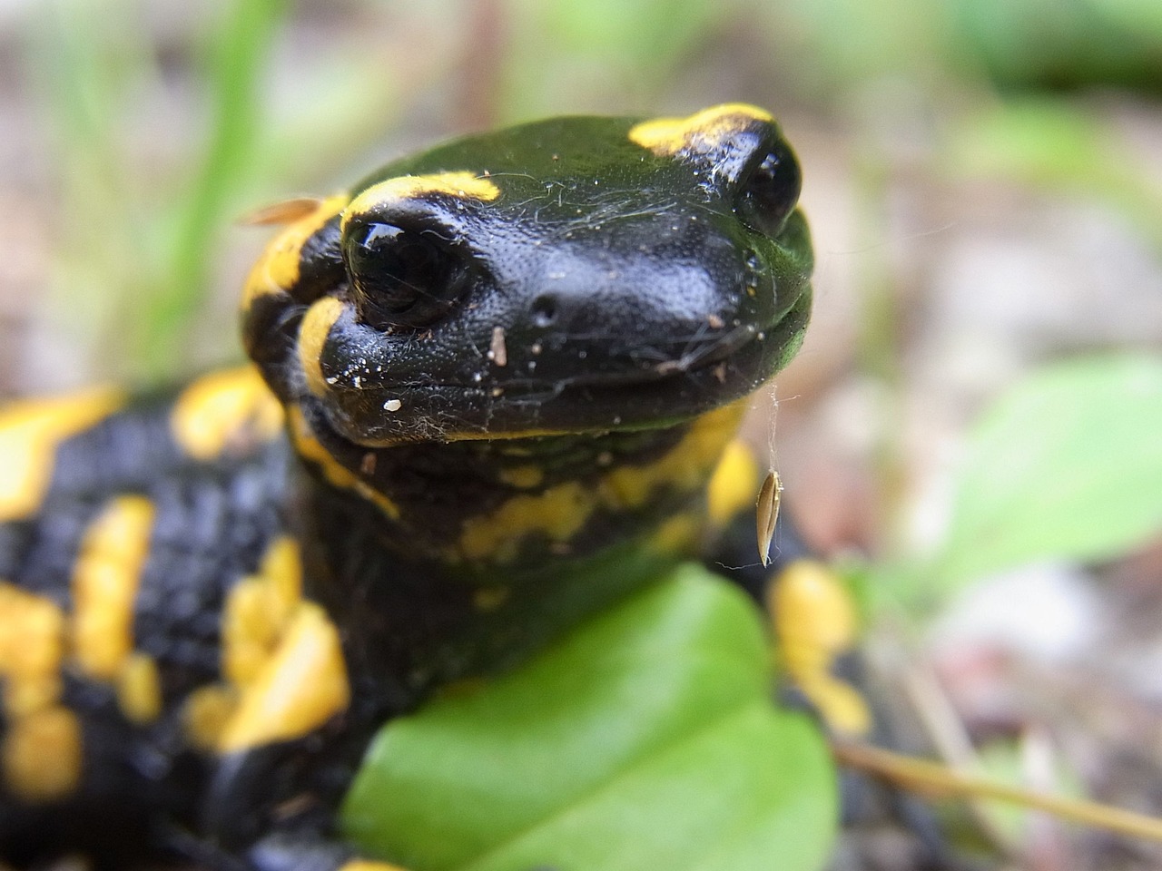 Estinzione anfibi: il 41% delle specie è a rischio