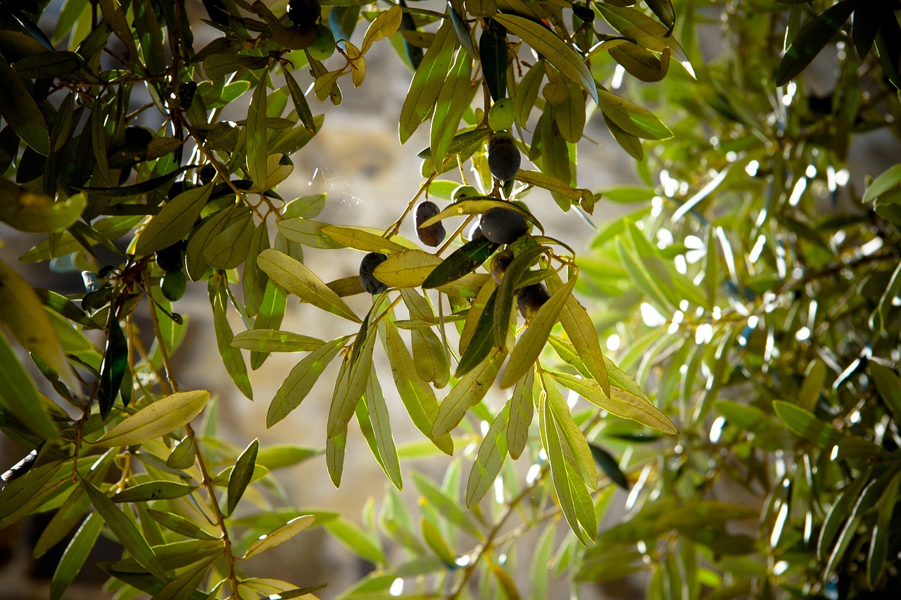 Sistemi agrivoltaici negli oliveti