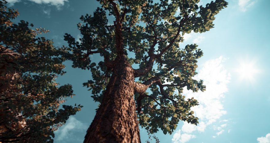 Rinnovabili • Stop deforestazione globale: cresciuta del 4% nel 2022