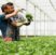 Agronomist gardener holding organic healthy fresh salad