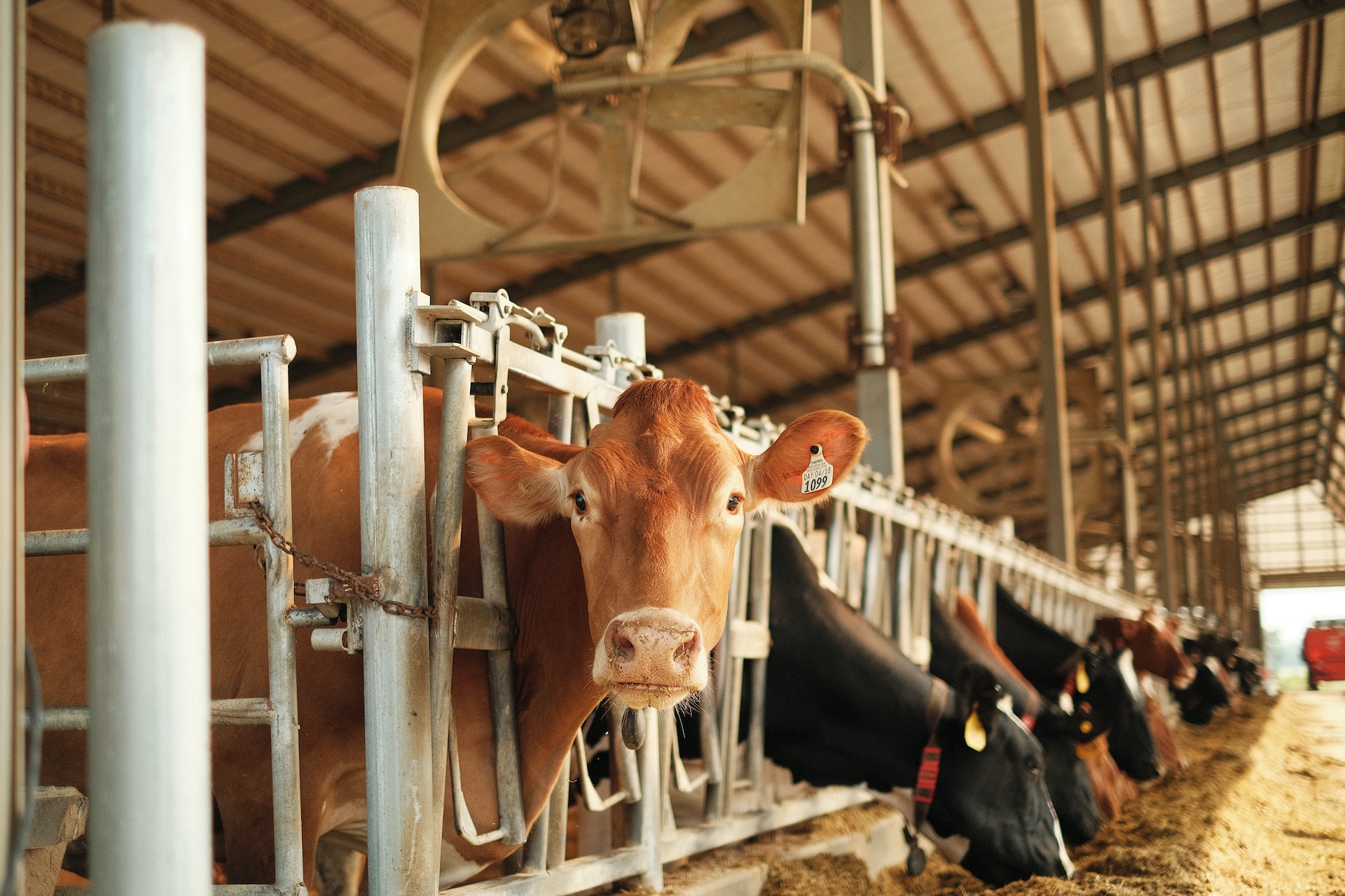 Direttiva Emissioni Industriali: fuori i bovini, dentro le miniere