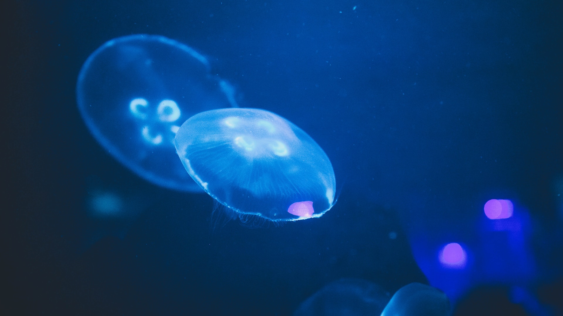 deep sea mining