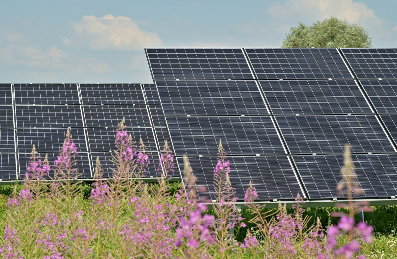 Rinnovabili • Agrivoltaico: boom di biodiversità su terreni agricoli