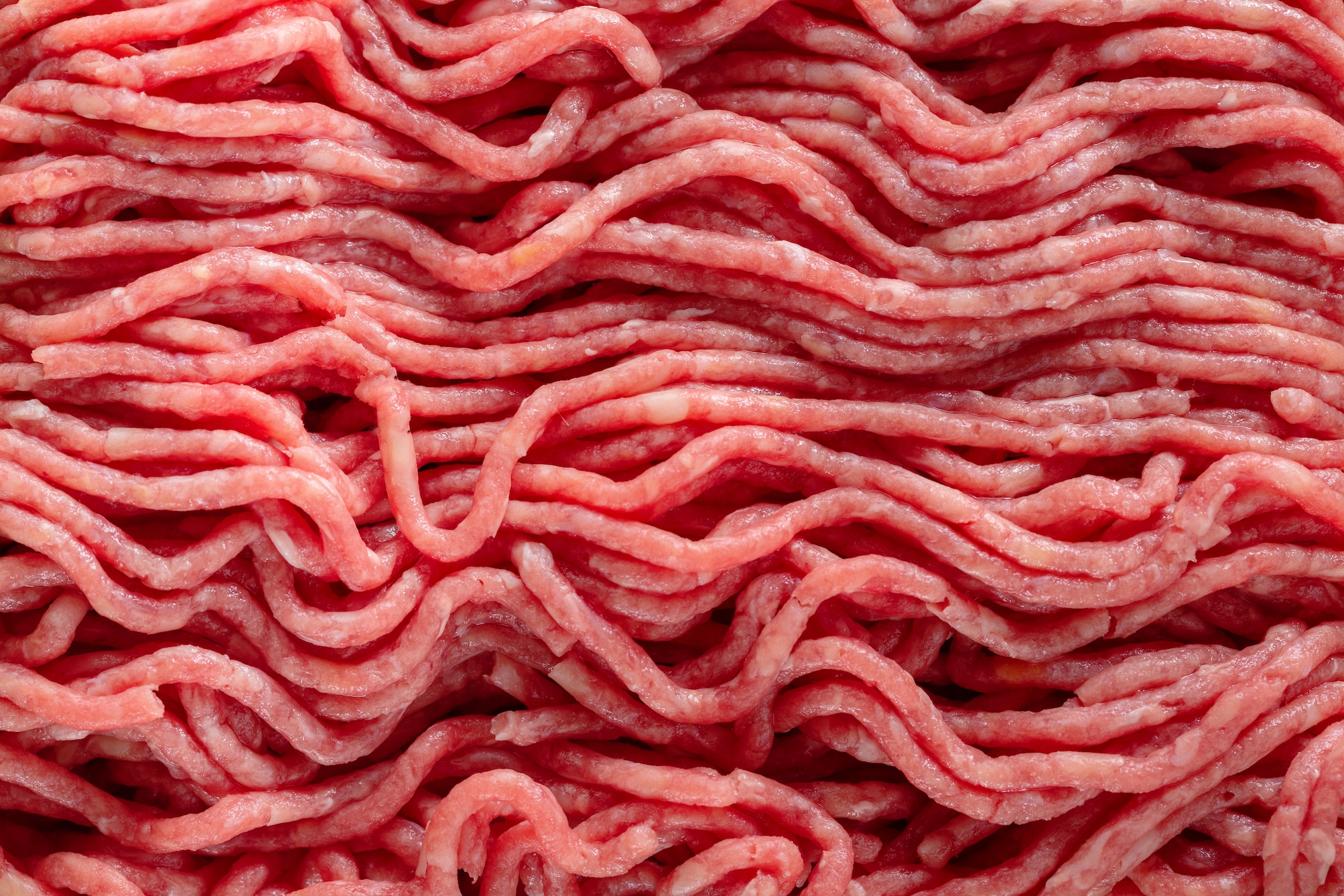 carne coltivata