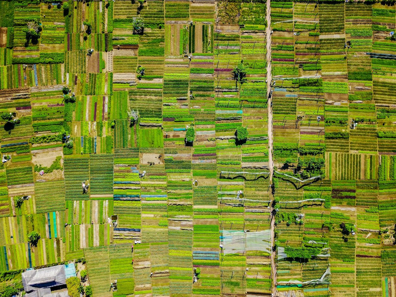 Rinnovabili • Emissioni agricole UE: Bruxelles vuole un prezzo del carbonio agricolo
