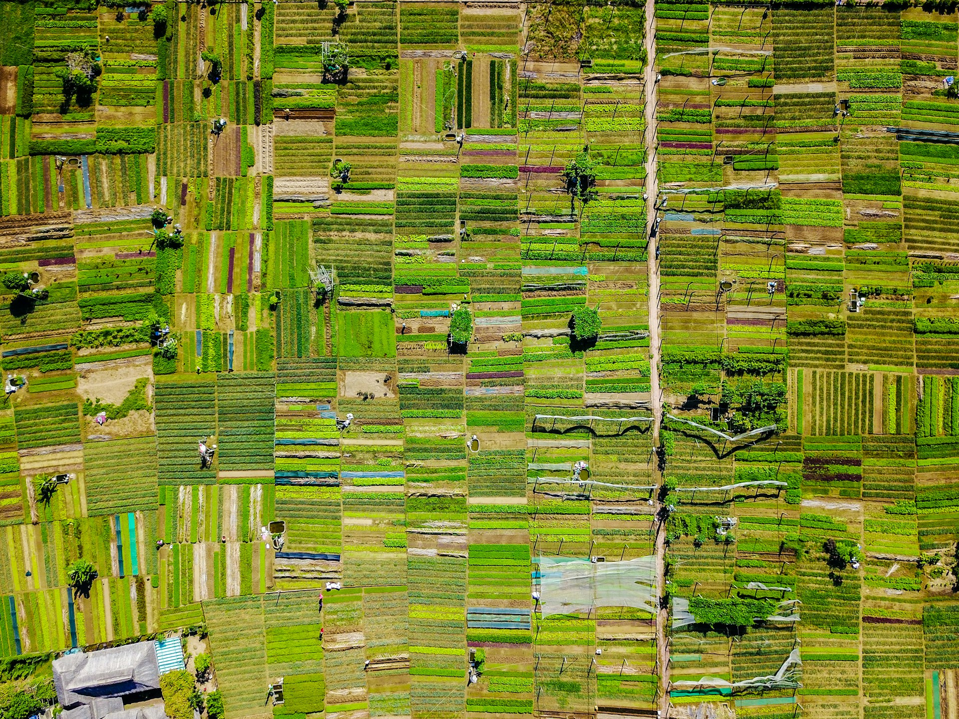 Emissioni agricole UE: Bruxelles vuole un prezzo del carbonio agricolo