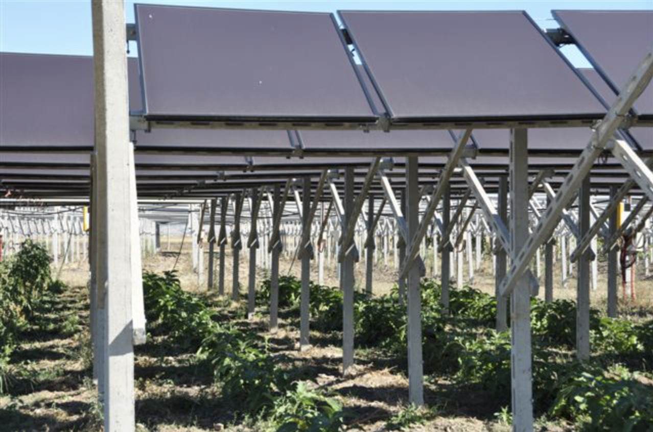 Investire nell'agrivoltaico