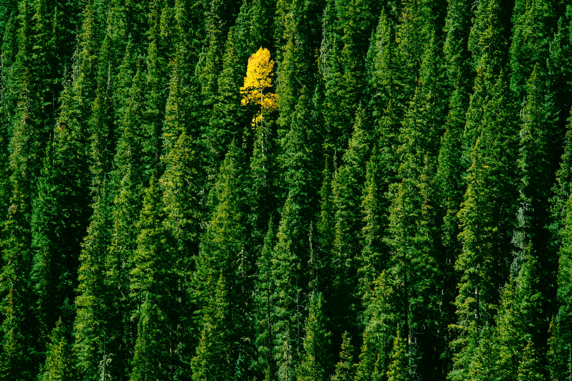 Assorbire e stoccare CO2: il global warming toglie il respiro agli alberi