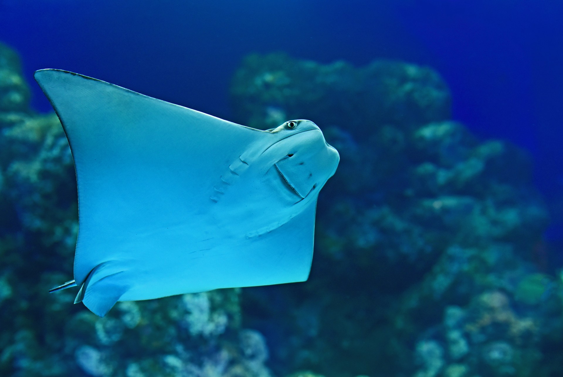 Estinzione specie migratorie: più di 1 su 5 è a rischio