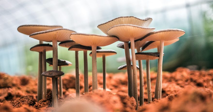 Rinnovabili • onde sonore funghi