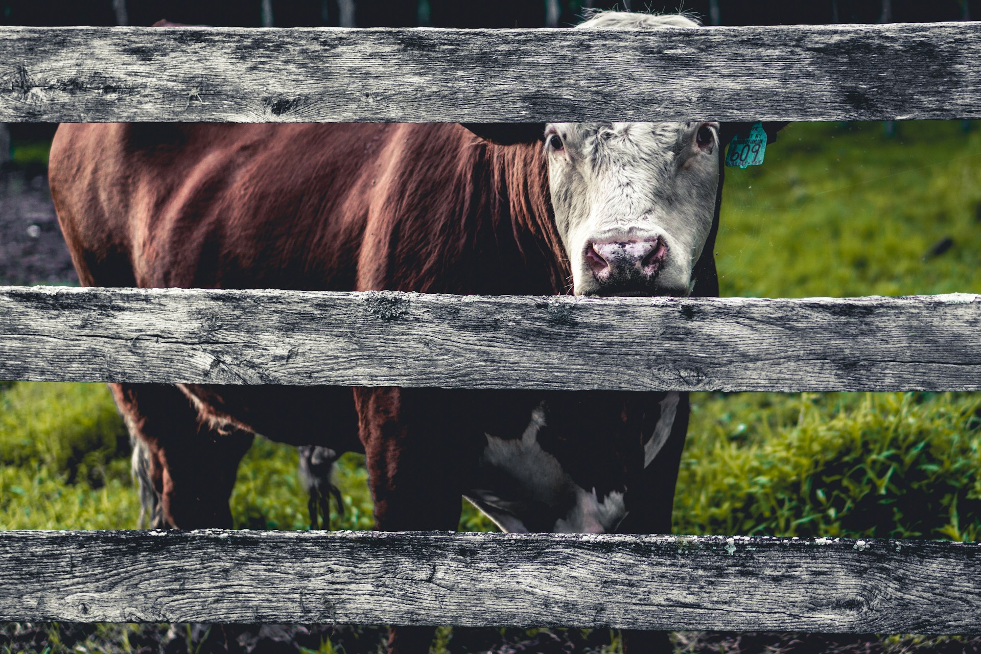 Emissioni dell’allevamento: la FAO ha truccato i dati
