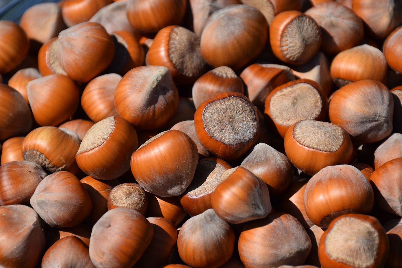 Coltivazione del nocciolo