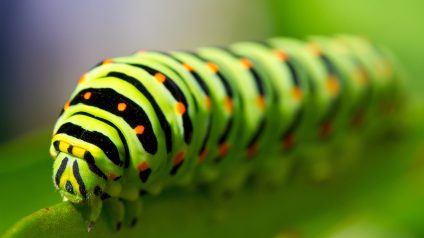 Rinnovabili • Giornata mondiale della biodiversità 2024: “Sii parte del piano”