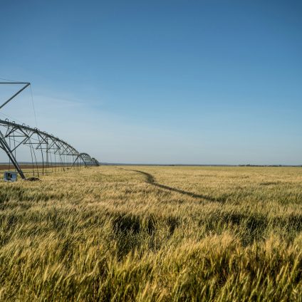 Rinnovabili • acque reflue per l'irrigazione