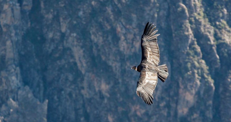 Rinnovabili • Turbine Eoliche Innovative Ispirate al Condor Andino