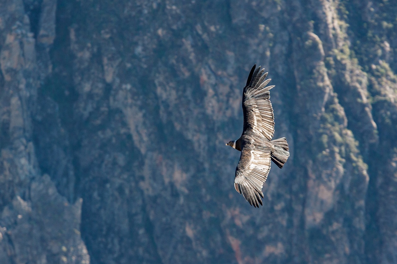 Turbine Eoliche Innovative Ispirate al Condor Andino