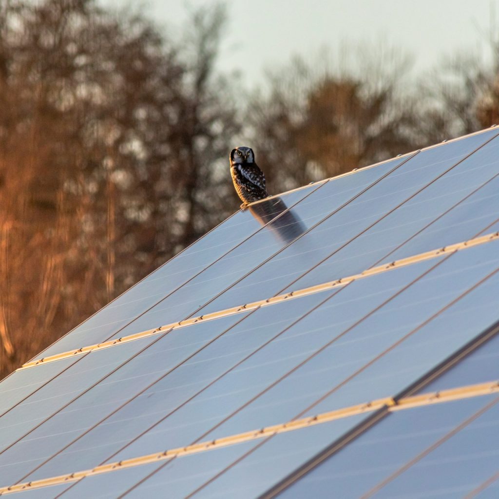 Energia solare, l’antenna pancromatica aiuta il fotovoltaico organico