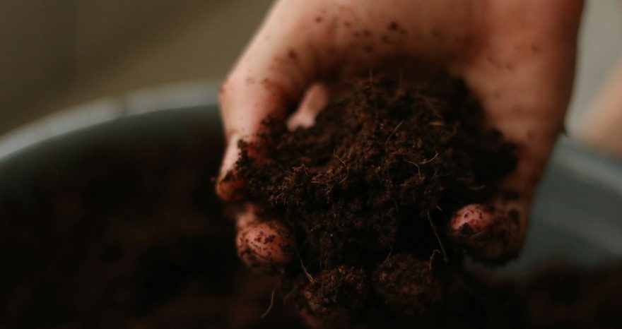 Rinnovabili • fertilizzante naturale