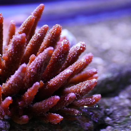 Rinnovabili • microplastiche nei coralli