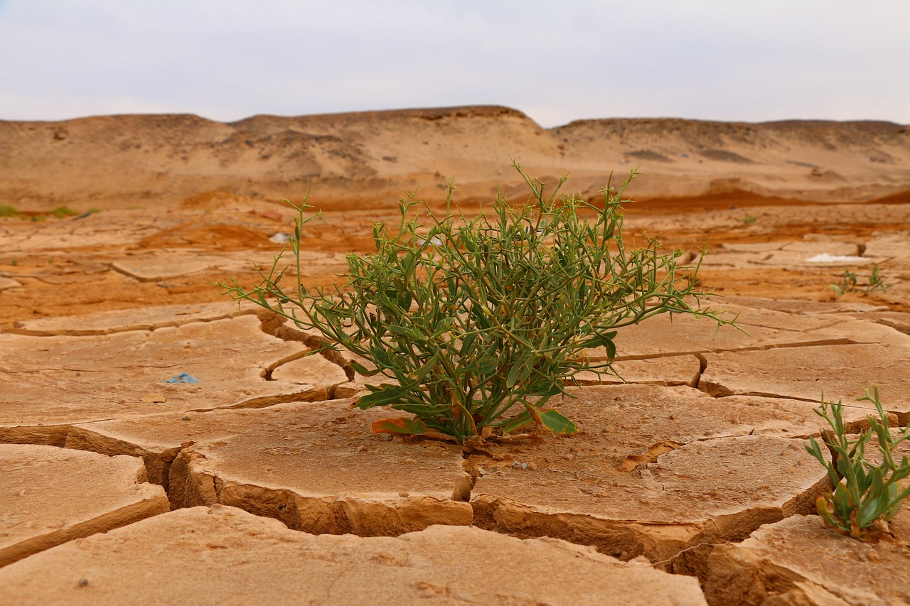 L’agricoltura fa un bilancio dei danni nel 2024: gli aiuti sono sufficienti?