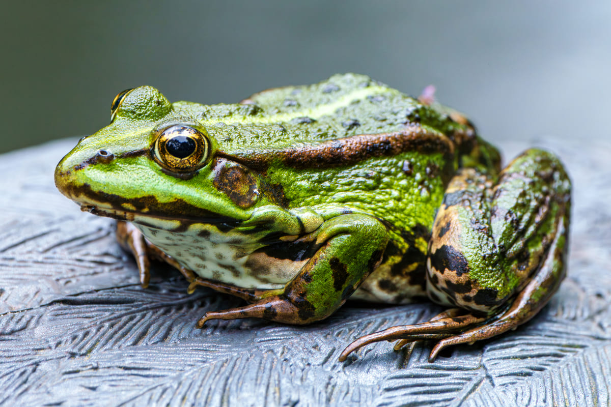 Estinzioni dovute ai cambiamenti climatici: rischia 1 specie su 3