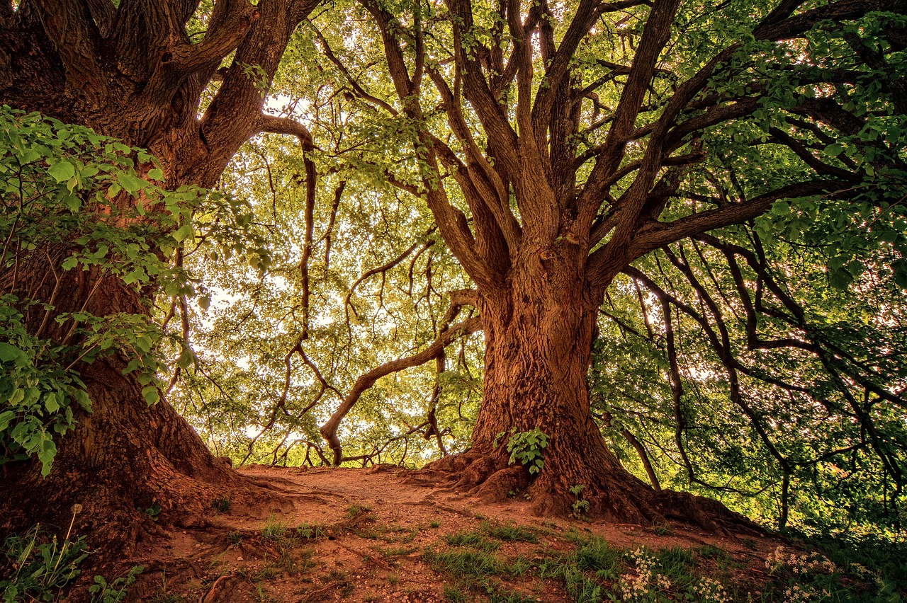 Foreste e cambiamento climatico, l’eterogeneità come possibile strategia di difesa