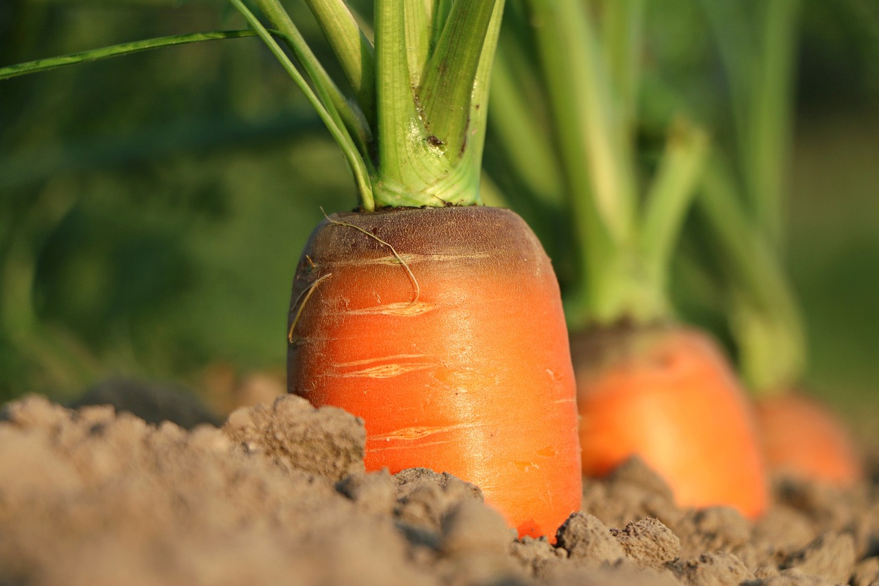 PAC e agricoltura nell’opinione dei cittadini dell’Unione Europea
