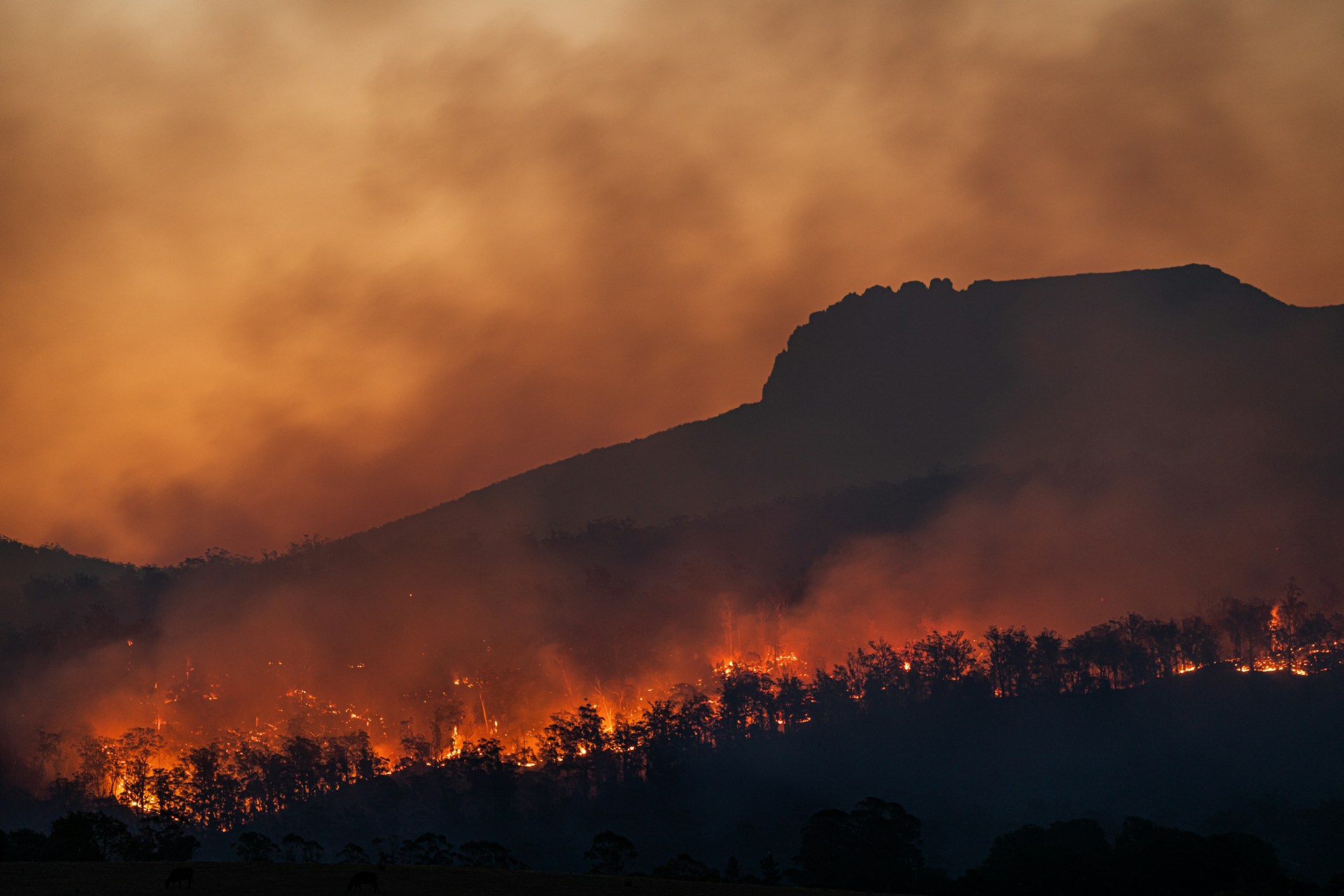 Incendi boschivi: come migliorare prevenzione in Italia?