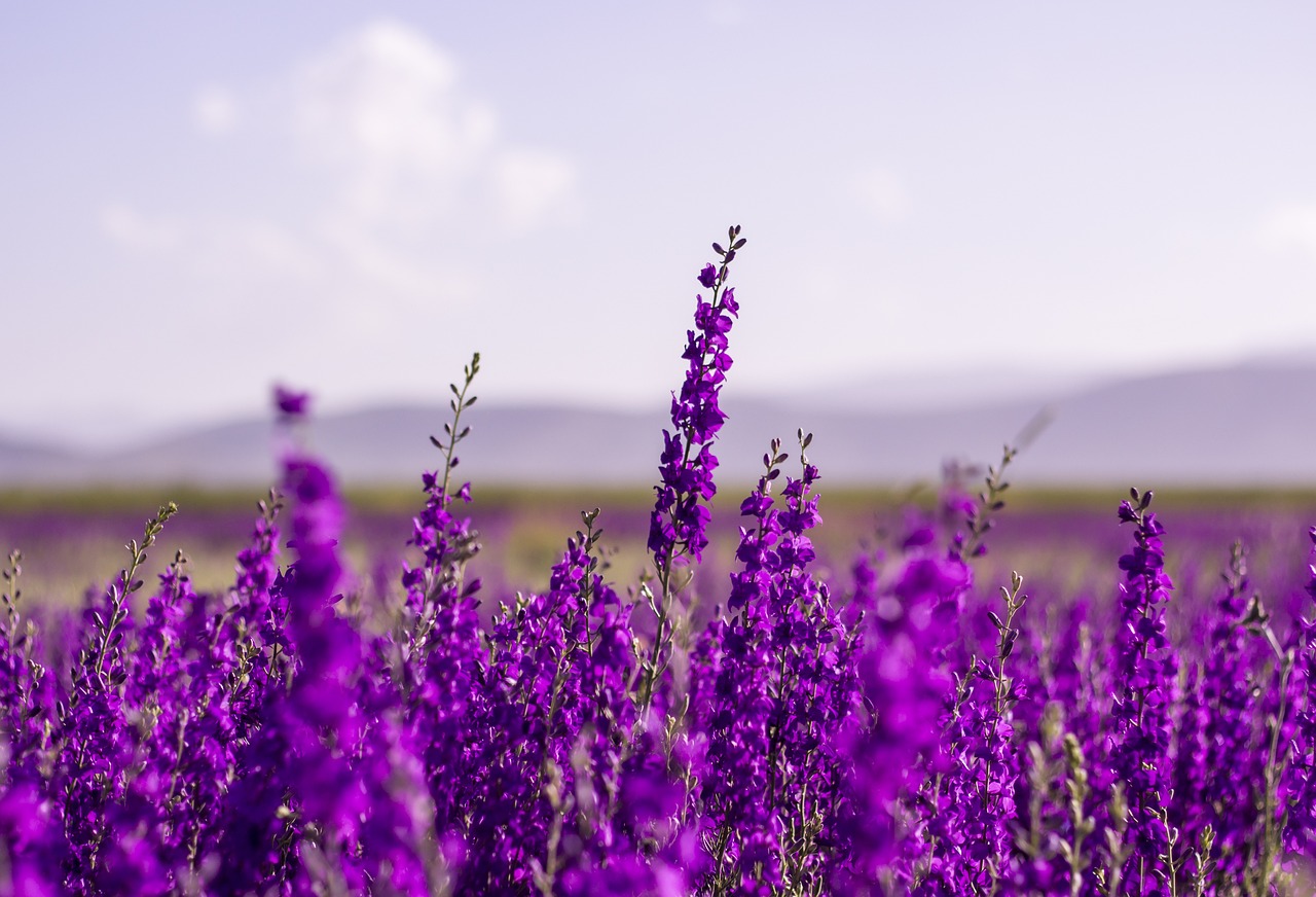 Batterie sodio-zolfo a temperatura ambiente, oltre 1500 cicli grazie alla lavanda