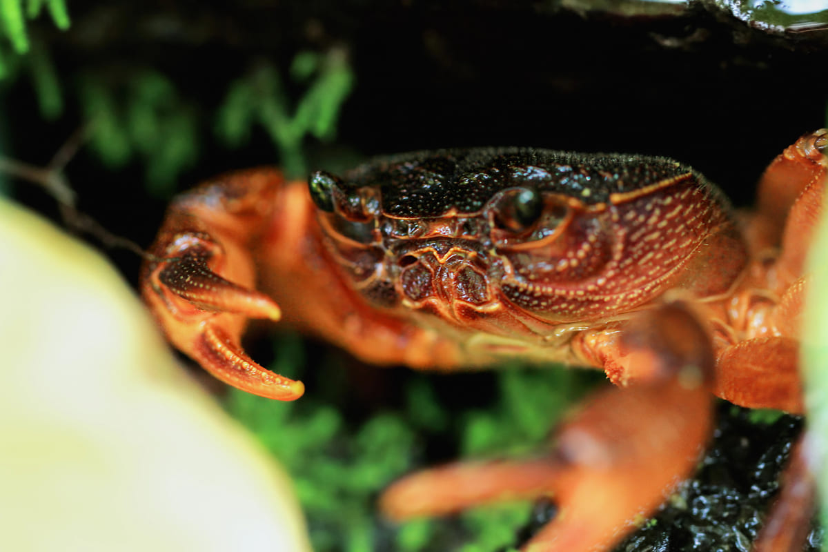 Rischio estinzione: IUCN, riguarda il 24% delle specie d’acqua dolce