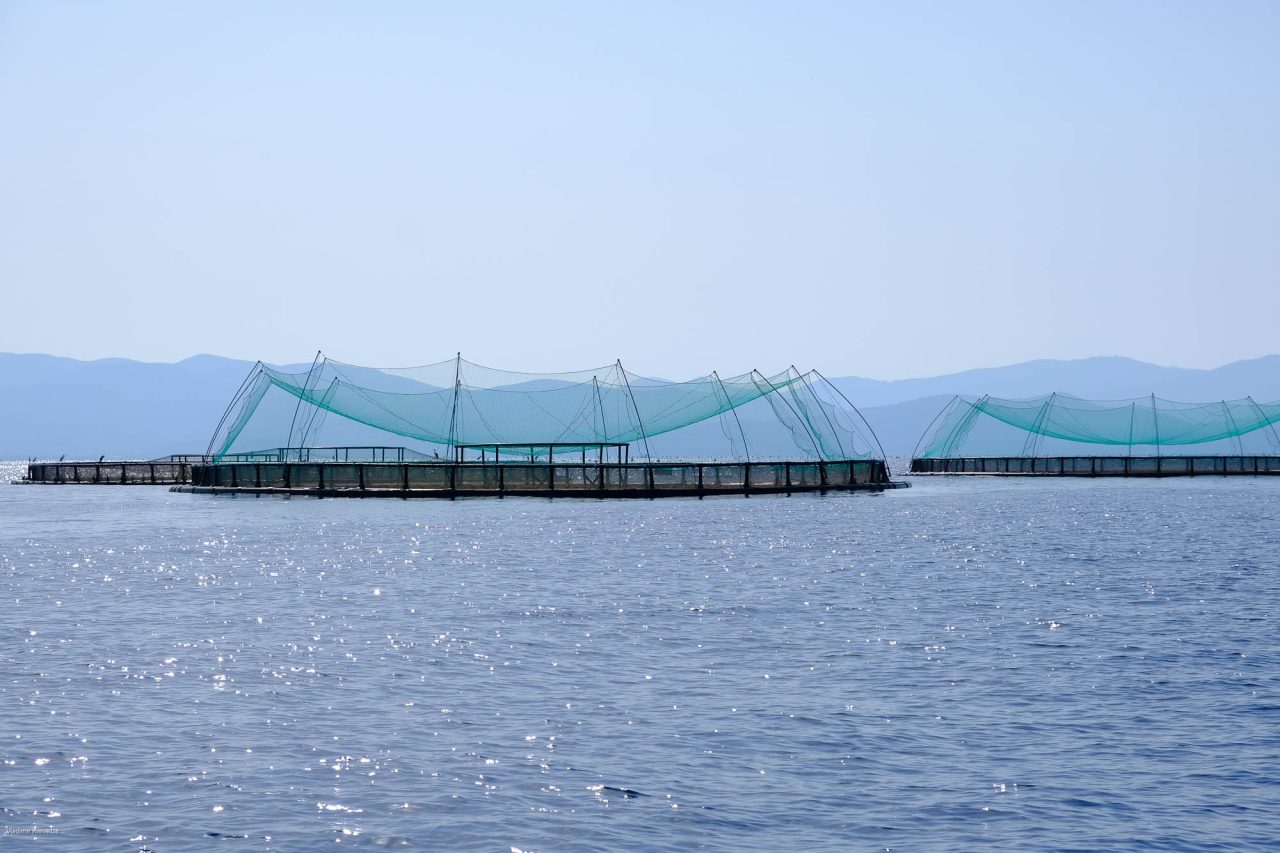 Rinnovabili • L’acquacoltura, settore strategico per la sicurezza alimentare e le produzioni sostenibili